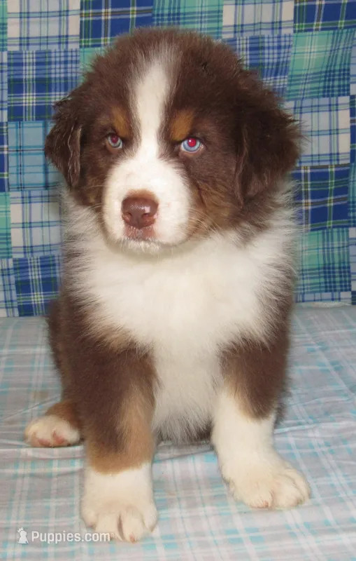 Bentley NBT AKC Purebred – Australian Shepherd puppy for sale in Lynchburg, VA