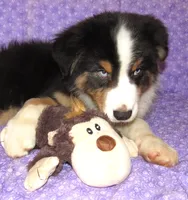 Mystic BTM AKC, a male Australian Shepherd for sale in Lynchburg, VA – 2 of 10