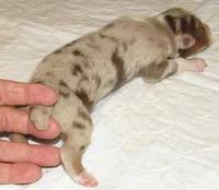 Poppy RMF NO Dock Tail NBT, a female Australian Shepherd for sale in Lynchburg, VA – 9 of 9