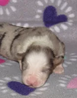 Stella BMF NO Dock NBT AKC, a female Australian Shepherd for sale in Lynchburg, VA – 6 of 10