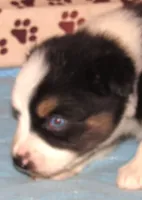 Odin AKC  NBT, a male Australian Shepherd for sale in Lynchburg, VA – 6 of 10