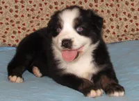 Mirri AKC  BTF, a female Australian Shepherd for sale in Lynchburg, VA – 9 of 10