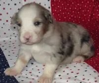 Stella BMF NO Dock NBT AKC, a female Australian Shepherd for sale in Lynchburg, VA – 6 of 9