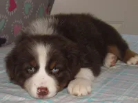 Millee RTF NO Dock NBT AKC, a female Australian Shepherd for sale in Lynchburg, VA – 8 of 10