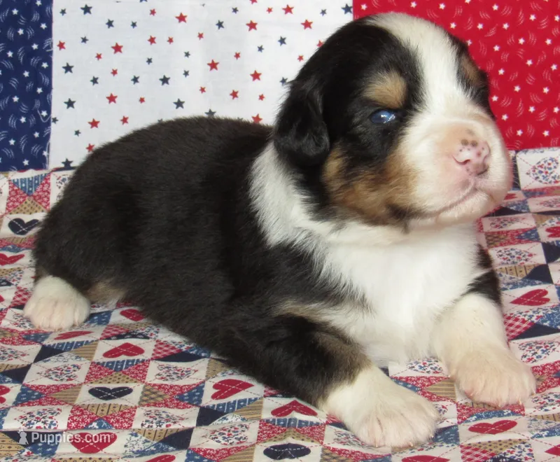 Mystic BTM AKC – Australian Shepherd puppy for sale in Lynchburg, VA