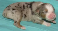 Finn BMM No Dock NBT AKC, a male Australian Shepherd for sale in Lynchburg, VA – 3 of 10