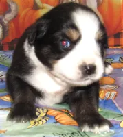 Marva NBT, a female Australian Shepherd for sale in Lynchburg, VA – 5 of 9