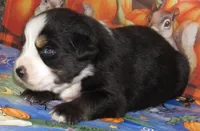 Marva NBT, a female Australian Shepherd for sale in Lynchburg, VA – 6 of 9