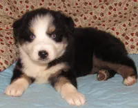 Marinda  AKC BTF NBT, a female Australian Shepherd for sale in Lynchburg, VA – 9 of 10
