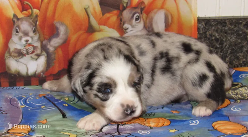 Briar – Australian Shepherd puppy for sale in Lynchburg, VA