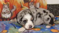 Briar, a female Australian Shepherd for sale in Lynchburg, VA – 1 of 9
