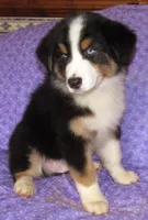 Mystic BTM AKC, a male Australian Shepherd for sale in Lynchburg, VA – 8 of 10