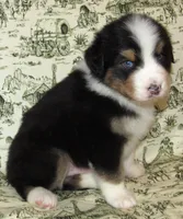 Mystic BTM AKC, a male Australian Shepherd for sale in Lynchburg, VA – 10 of 10