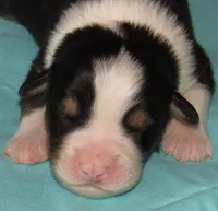 Mystic BTM AKC, a male Australian Shepherd for sale in Lynchburg, VA – 9 of 10