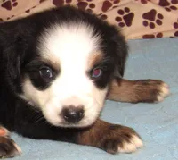 Animal  BTM NBT, a male Australian Shepherd for sale in Lynchburg, VA – 10 of 10