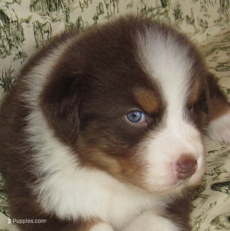Bentley NBT AKC Purebred – Australian Shepherd puppy for sale in Lynchburg, VA