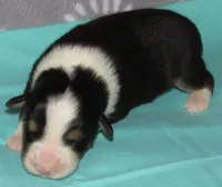 Mystic BTM AKC, a male Australian Shepherd for sale in Lynchburg, VA – 7 of 10