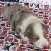 Yarra  AKC BMM, a male Australian Shepherd for sale in Lynchburg, VA – 9 of 10