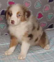 KoKo RMF AKC, a female Australian Shepherd for sale in Lynchburg, VA – 10 of 10
