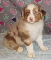 Poppy RMF NO Dock Tail NBT, a female Australian Shepherd for sale in Lynchburg, VA – 9 of 10