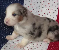Stella BMF NO Dock NBT AKC, a female Australian Shepherd for sale in Lynchburg, VA – 4 of 9