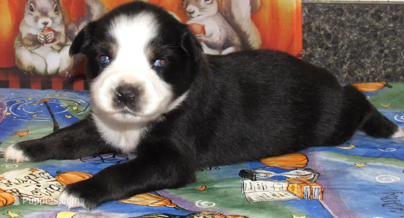 Mirri – Australian Shepherd puppy for sale in Lynchburg, VA