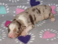 Poppy RMF NO Dock Tail NBT, a female Australian Shepherd for sale in Lynchburg, VA – 5 of 9