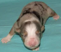 Finn BMM No Dock NBT AKC, a male Australian Shepherd for sale in Lynchburg, VA – 9 of 10