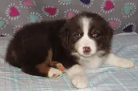 Millee RTF NO Dock NBT AKC, a female Australian Shepherd for sale in Lynchburg, VA – 9 of 10