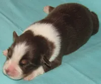 Bentley NBT AKC Purebred, a male Australian Shepherd for sale in Lynchburg, VA – 8 of 8