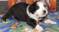 Marinda NBT, a female Australian Shepherd for sale in Lynchburg, VA – 8 of 10