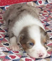 Yarra  AKC BMM, a male Australian Shepherd for sale in Lynchburg, VA – 6 of 10