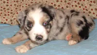 Briar  AKC BMF, a female Australian Shepherd for sale in Lynchburg, VA – 10 of 10