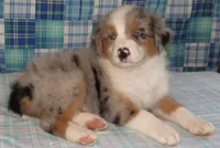 Yarra  AKC BMM, a male Australian Shepherd for sale in Lynchburg, VA – 6 of 10