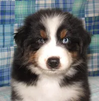 Gus BTM NO Dock NBT AKC, a male Australian Shepherd for sale in Lynchburg, VA – 10 of 10