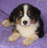 Mystic BTM AKC, a male Australian Shepherd for sale in Lynchburg, VA – 3 of 10