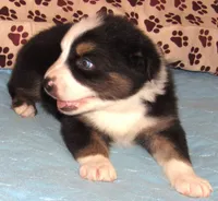 Odin AKC  NBT, a male Australian Shepherd for sale in Lynchburg, VA – 2 of 10