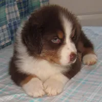 Bentley NBT AKC Purebred, a male Australian Shepherd for sale in Lynchburg, VA – 9 of 10