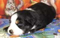 Marva NBT, a female Australian Shepherd for sale in Lynchburg, VA – 8 of 9