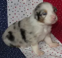 Stella BMF NO Dock NBT AKC, a female Australian Shepherd for sale in Lynchburg, VA – 3 of 9