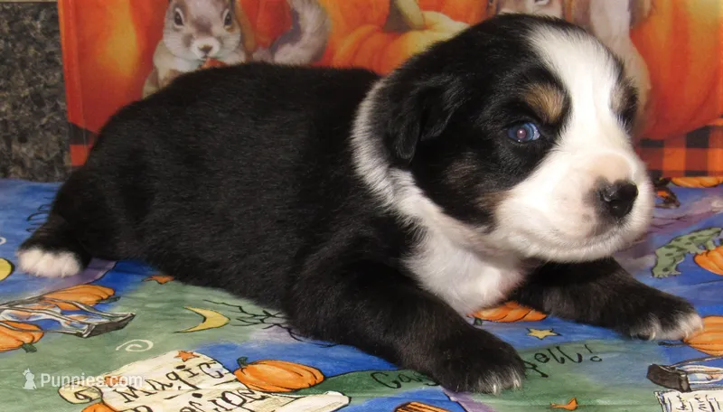 Marva NBT – Australian Shepherd puppy for sale in Lynchburg, VA