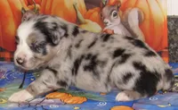 Briar, a female Australian Shepherd for sale in Lynchburg, VA – 7 of 9