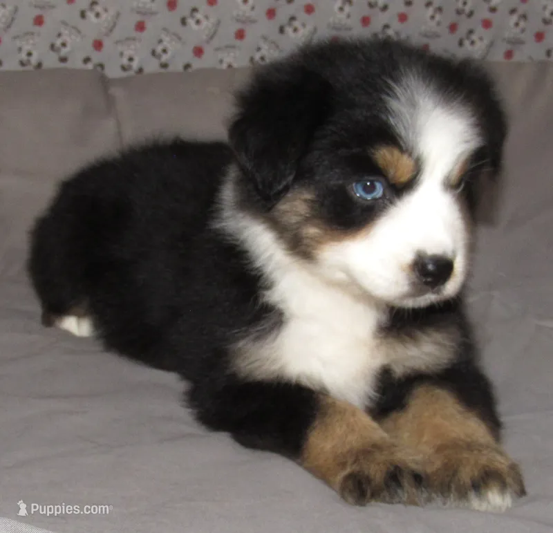 Marva REDUCED AKC BTF NBT – Australian Shepherd puppy for sale in Lynchburg, VA