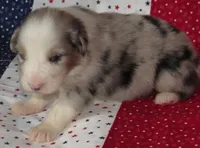 Stella BMF NO Dock NBT AKC, a female Australian Shepherd for sale in Lynchburg, VA – 2 of 9