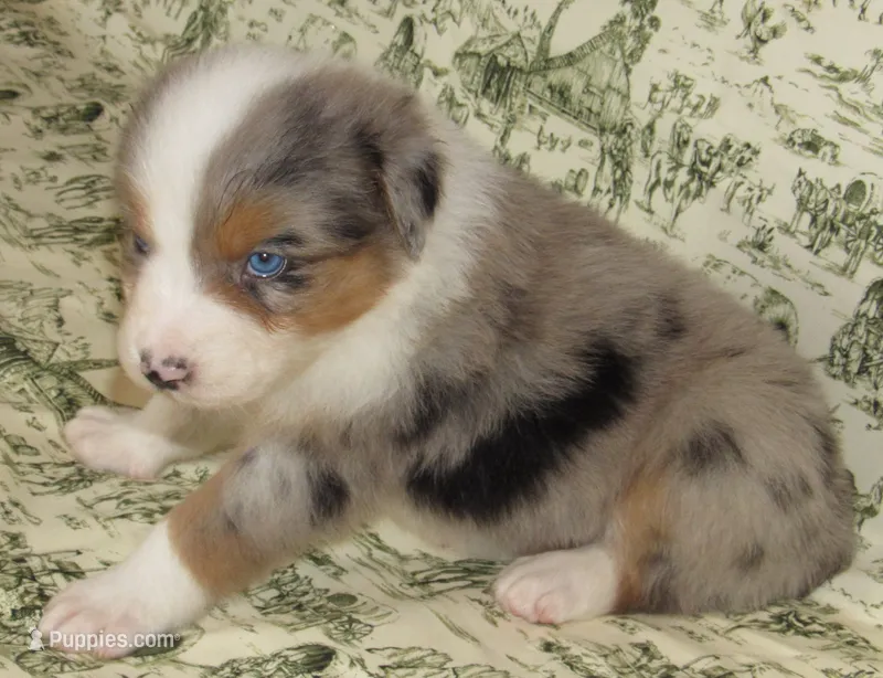 Yarra  AKC BMM – Australian Shepherd puppy for sale in Lynchburg, VA