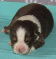 Bentley NBT AKC Purebred, a male Australian Shepherd for sale in Lynchburg, VA – 3 of 8