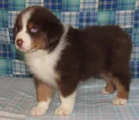 Bentley NBT AKC Purebred, a male Australian Shepherd for sale in Lynchburg, VA – 2 of 10