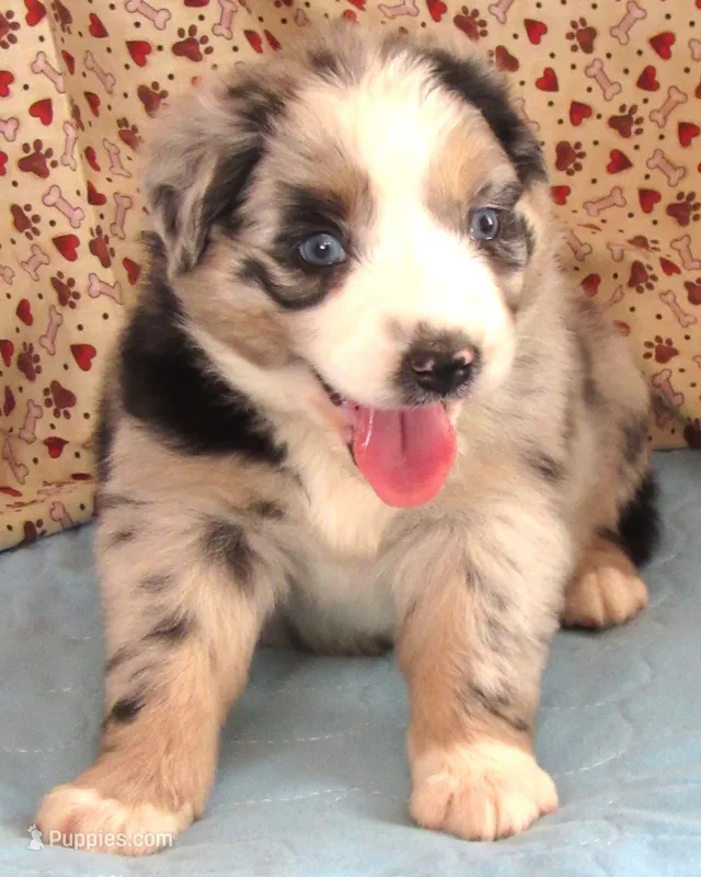 Briar – Australian Shepherd puppy for sale in Lynchburg, VA