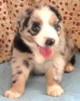 Briar  AKC BMF, a female Australian Shepherd for sale in Lynchburg, VA – 1 of 10