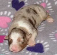 Poppy RMF NO Dock Tail NBT, a female Australian Shepherd for sale in Lynchburg, VA – 4 of 9